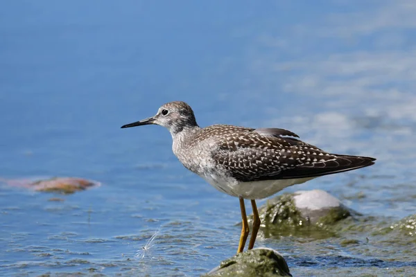 Lesser Yellowlegs Sandpiper Shore Lake Ontario Migration — Photo