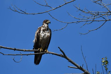 Young Juvenile Bald Eagle sits perched alone in a tree