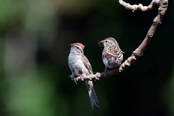 Adult Chipping Sparrow Sits Branch Feeding Its Fledged Young Baby — Photo