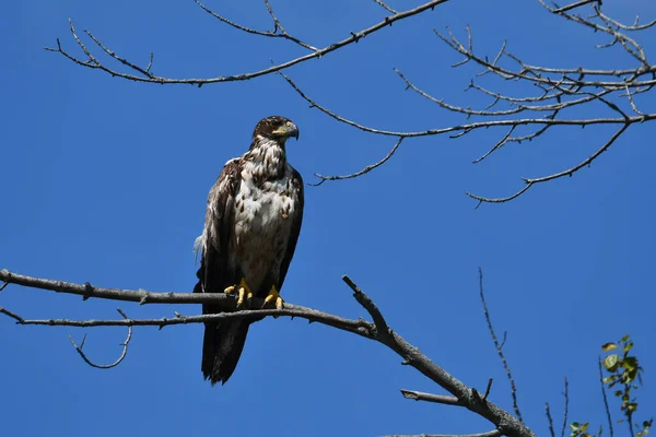 Young Juvenile Bald Eagle Sits Perched Alone Tree — Fotografia de Stock