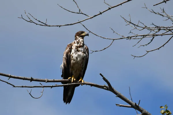 Young Juvenile Bald Eagle Sits Perched Alone Tree — Stockfoto