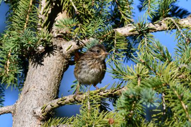 A cute rare Lincoln's Sparrow sits perched in a pine tree