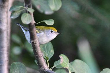 A cute little Chestnut-sided Warbler showing its confusing fall colors sits perched on a branch in the forest