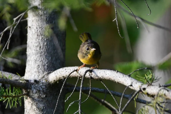 Cute Little Common Yellow Throated Warbler Sits Perched Branch Forest — Zdjęcie stockowe