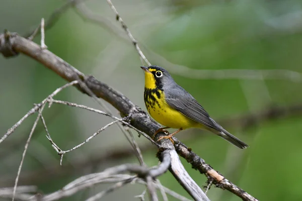 Close Colorful Male Canada Warbler Bird — Foto de Stock