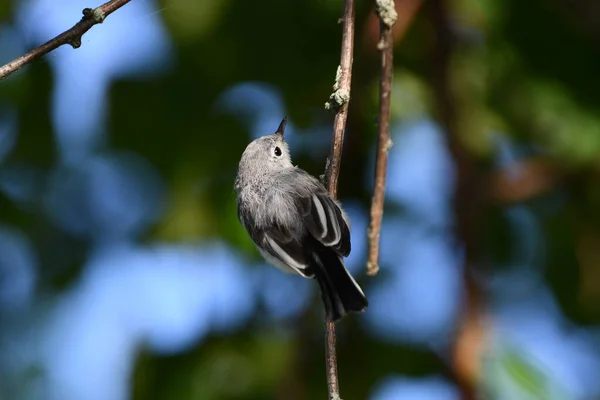 Cute Little Blue Gray Gnatcatcher Bird Sits Perched Branch Forest — Stock Photo, Image