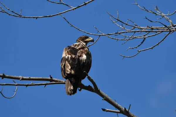 Young Juvenile Bald Eagle Sits Perched Alone Tree — Photo