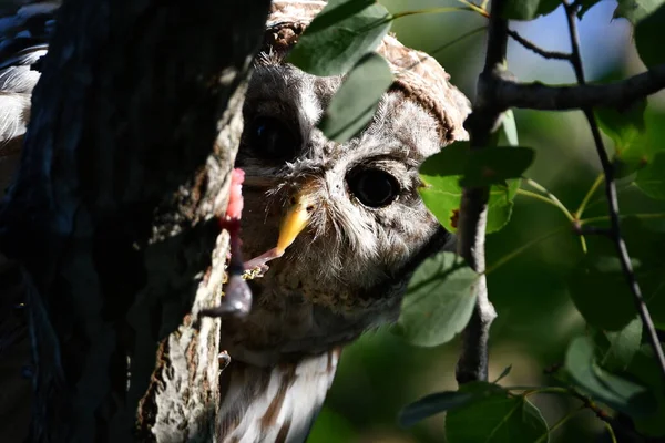 Young Juvenile Barred Owl Sits Perched Tree Eating Leopard Frog — 图库照片