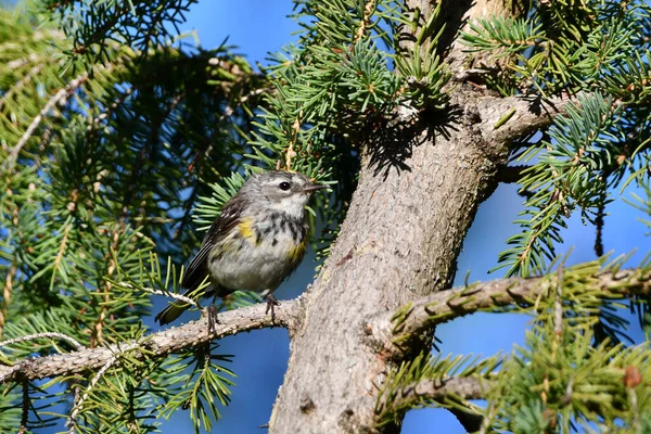 Yellow-rumped Warbler showing its confusing call colors sits perched in a pine tree