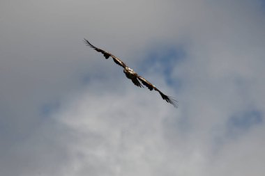 Juvenile Bald Eagle in flight with wings spread