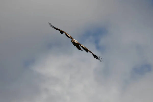 Νεανικός Φαλακρός Αετός Πτήσει Ανοιχτά Φτερά — Φωτογραφία Αρχείου