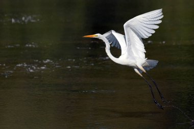 Güzel Büyük Akbalıkçıl kuşu kanatlarını açmış bir nehrin üzerinde uçuyor.