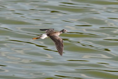Lesser Yellowlegs Sandpiper in flight with wings spread along waterfront