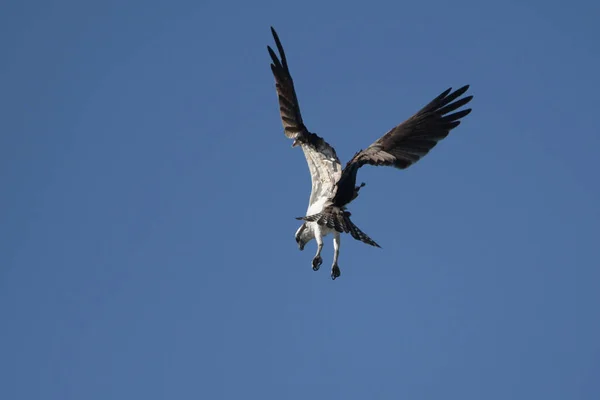 Osprey Vuelo Con Las Alas Extendidas Sumergiéndose Lago Para Atrapar — Foto de Stock