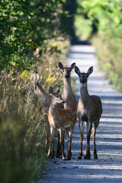 A herd of white Tailed Deer walking along the Trans Canada Trail