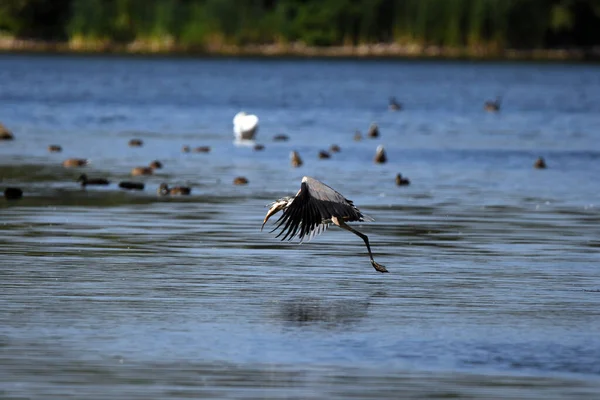 Blaureiher Flug Über Den See Mit Einem Großen Fisch Schnabel — Stockfoto