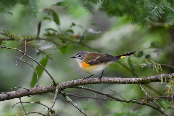 Kolorowy Amerykański Redstart Warbler Ptak Siedzi Gałęzi Lesie — Zdjęcie stockowe