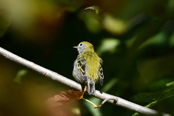 Mylące Kolory Jesieni Kasztanowatym Ptaku Warblera Siedzącym Gałęzi Lesie — Zdjęcie stockowe