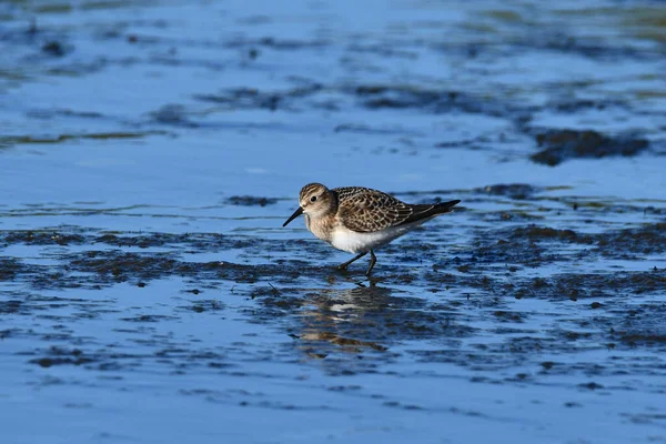 Petit Oiseau Rivage Baird Sandpiper Promène Long Des Rives Lac — Photo