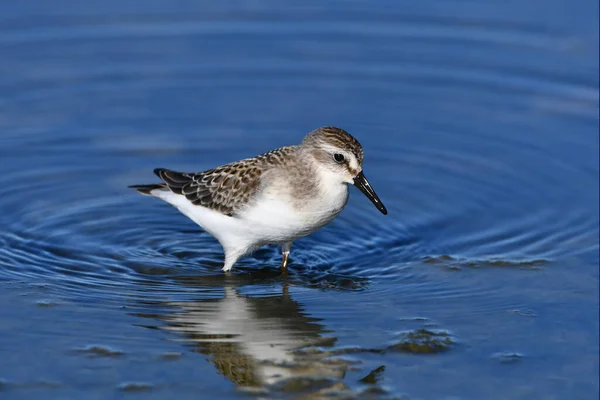 Γλυκό Μικρό Πουλί Sanderling Wades Κατά Μήκος Της Ακτής Της — Φωτογραφία Αρχείου