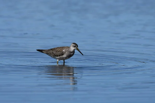 Lesser Yellowlegs Shorebird Strandläufer Watet Ufer Des Lake Ontario Entlang — Stockfoto