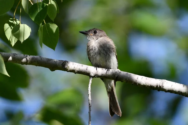 Pássaro Peewee Madeira Oriental Empoleirado Ramo Floresta — Fotografia de Stock