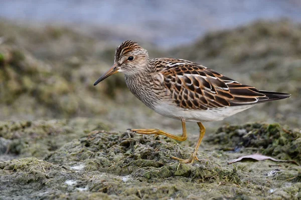 Pectoral Sandpiper güney göçü sırasında Ontario Gölü kıyısında yürüyor. 