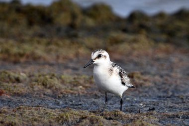 Şirin küçük Sanderling kuşu Ontario Gölü kıyısında yosun ve yosun kaplı kayalar boyunca yürüyor.