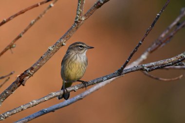 Bir Palm Warbler kuşunun sonbahar sahnesi kafa karıştırıcı sonbahar renklerini bir dala tünemiş olarak gösterir 