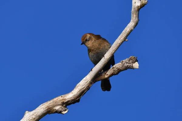 Zbliżenie Pięknego Zardzewiałego Blackbirda Siedzącego Gałęzi Przeciwko Jasnemu Niebieskiemu Niebu — Zdjęcie stockowe
