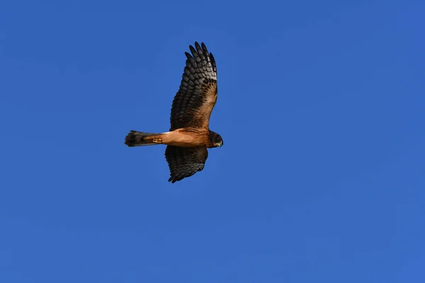 A female Northern Harrier Hawk soaring overhead