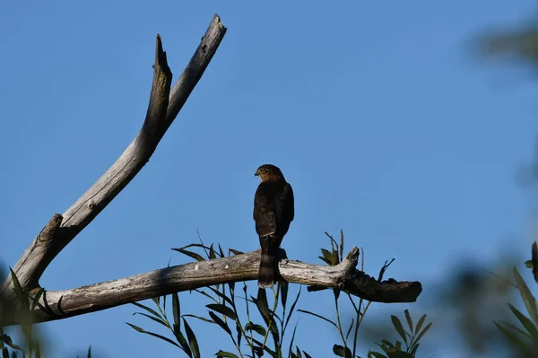 Faucon Pointu Est Assis Perché Sur Branche Arbre — Photo