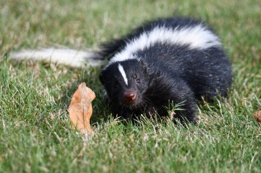Bir kokarca şehir parkında çimlerde dolaşıyor.