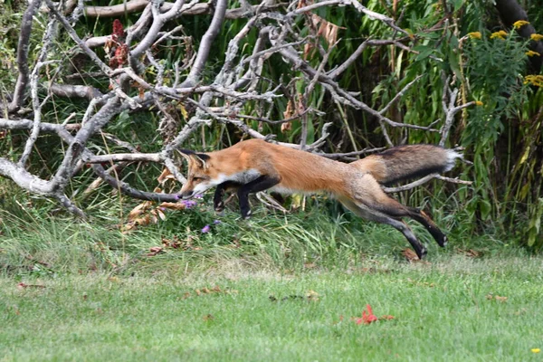 都市部の公園の端に沿って赤いキツネが狩りをし 背の高い草の上にマウスをポン — ストック写真