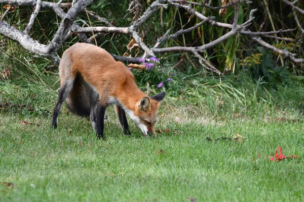 A red fox hunts along the edge of an urban park