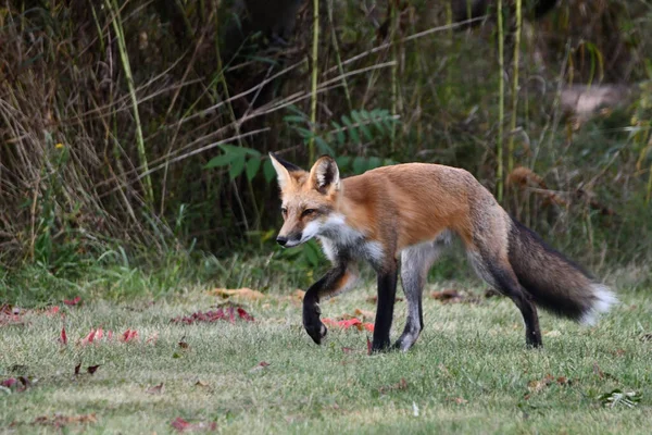 A red fox hunts along the edge of an urban park