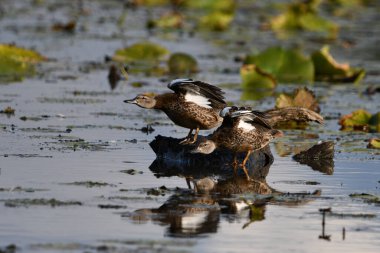Bataklıkta bir kütüğün üzerinde oturan iki mavi kanatlı ördek aynı anda kanatlarını esnetiyor. 