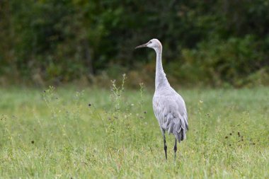 Islahevi Kum Tepesi Turnası Tarımın kenarında yürüyor