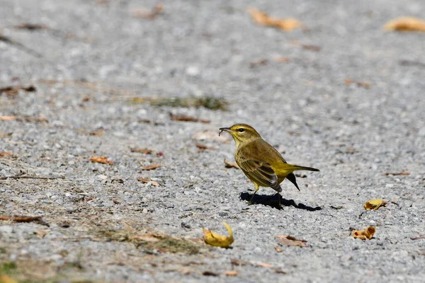 Palm Warbler Eet Mieren Langs Wandelpaden Tijdens Herfstrek — Stockfoto