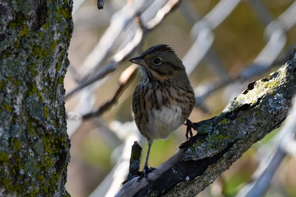 Lincoln Sparrow Uccello Siede Appollaiato Nelle Canne Lungo Bordo Una — Foto Stock