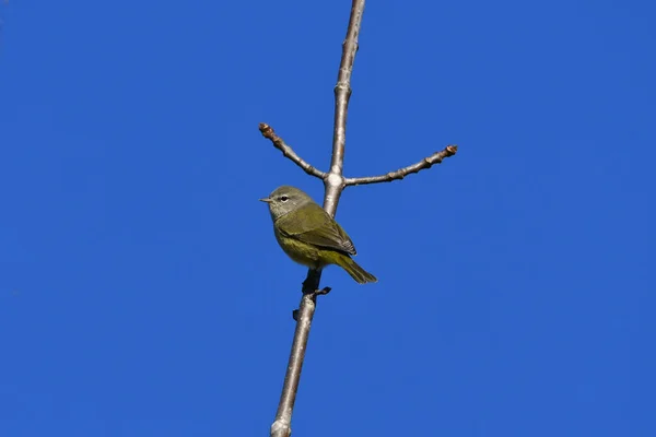 Orange Crowned Warbler Vogel Zit Een Twijgje Tegen Een Blauwe — Stockfoto