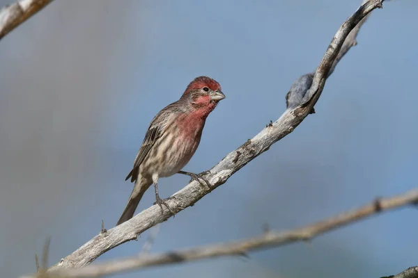 Mignon Coloré Mâle House Finch Assis Perché Sur Une Branche — Photo