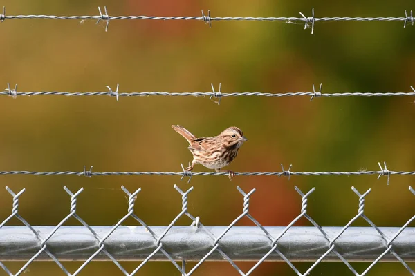 Song Sparrow Senta Empoleirado Uma Cerca Arame Farpado Frente Árvores — Fotografia de Stock