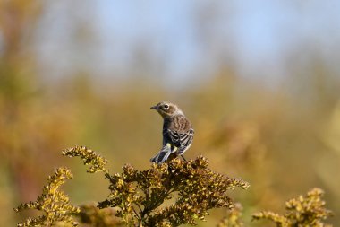Sarı popolu bir ötleğen ya da Myrtle Warbler sonbahar otlağında altın çubuğa tünemiş ve kafa karıştırıcı sonbahar rengini gösterir.