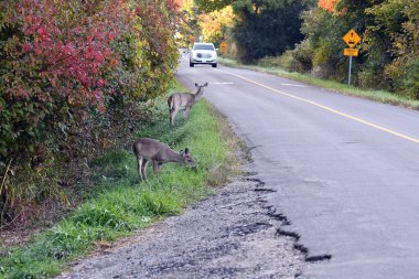 Beyaz kuyruklu geyik köy yolundaki hendekte otluyor.