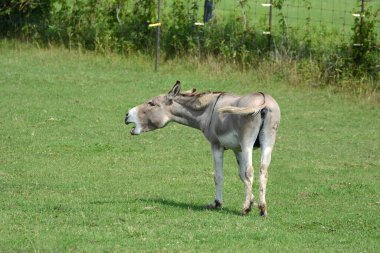 Komik şirin bir eşek yaz otlağında tek başına duruyor