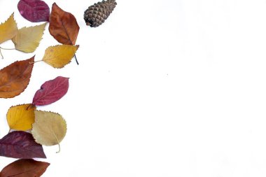 Sarı yapraklar beyaz arka planda izole edilmiş. Metin için kopyalama alanı olan sonbahar arkaplan fotoğrafı.