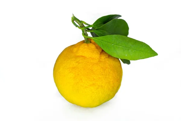 Organikus Mandarin Egyetlen Mandarin Vagy Mandarin Fehér Alapon Izolált Zöld — Stock Fotó