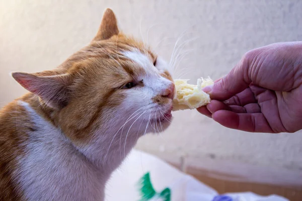 Cat eating bread, woman feeds the stray cat with bread.