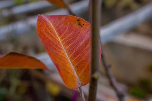 Красные Листья Осенние Красные Листья Размытом Фоне Природы — стоковое фото